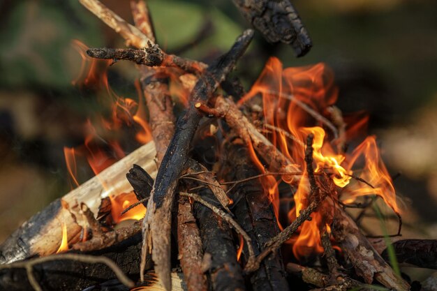 Close up of burning timber bonfire in summer forest the concept of adventure travel tourism camping survival and evacuation