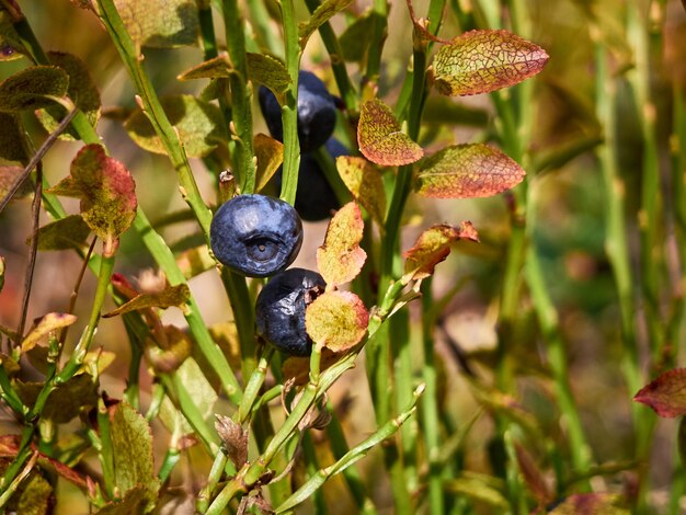 Close up on bush of bilberry in the mountains.