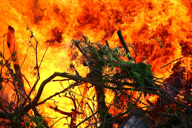 Foto close-up di un cespuglio in fiamme