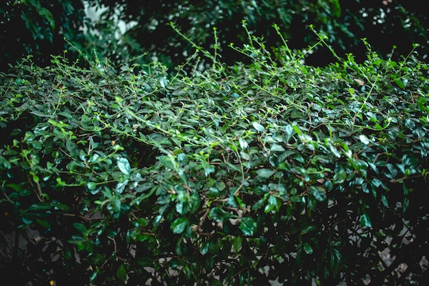 Close up of bush Fukien tea tree in the garden.