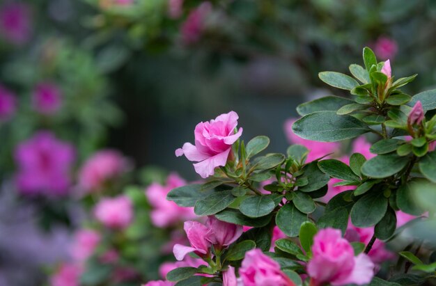 ピンクの花を持つ茂みのクローズ アップ