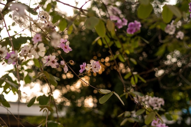 ピンクの花を持つ茂みのクローズ アップ