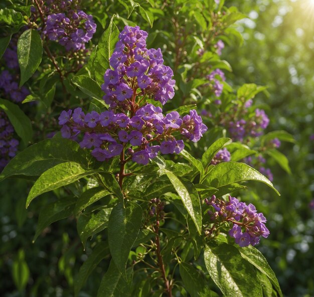 紫色の花が日光に輝く茂みのクローズアップ