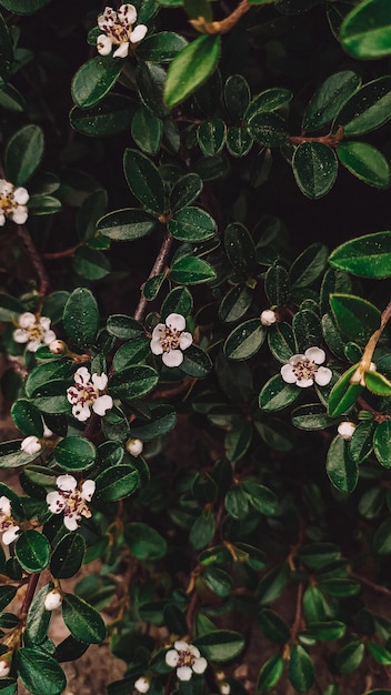 A close up of a bush with white flowers