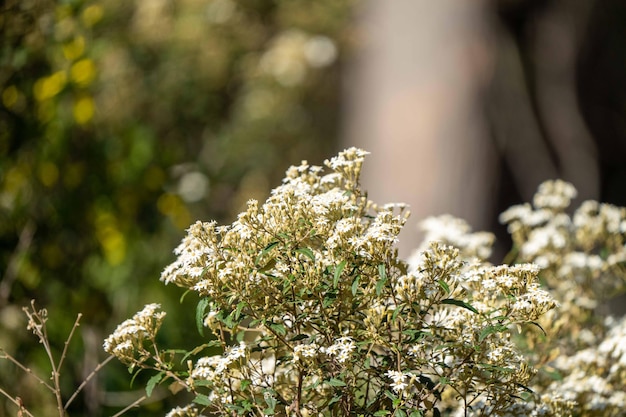 A close up of a bush with white flowers