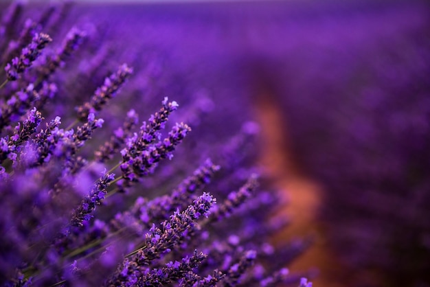 Крупным планом Кусты лавандовых фиолетовых ароматных цветов на лавандовом поле летом возле валансоля в провансе, франция