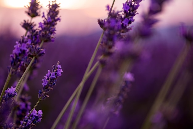 Close up Bushes of lavender purple aromatic flowers at lavender field in summer near valensole in provence france