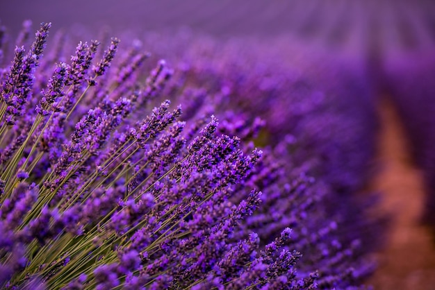 フランス プロヴァンスのヴァレンソール近くの夏にラベンダー畑でラベンダー紫の香り高い花の茂みを閉じる