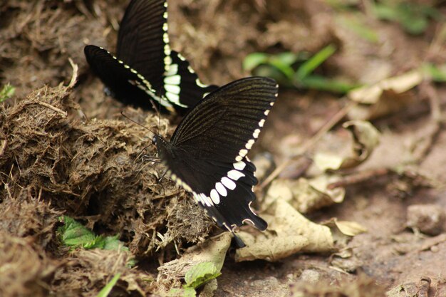 Photo close-up of butterflies on field