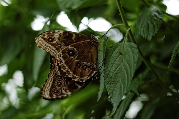 Close-up of butterflies perching on leaf