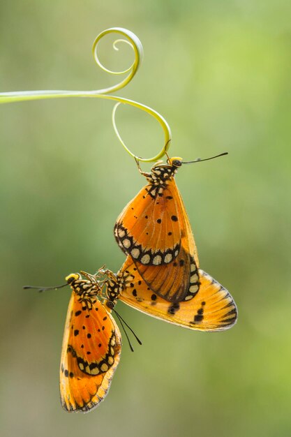 Photo close-up of butterflies on plant stem