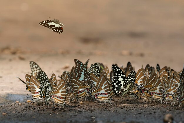 Photo close-up of butterfly on beach