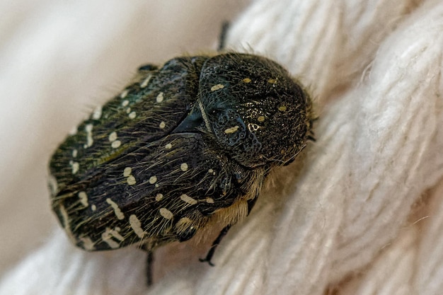 Photo close-up of butterfly on bed