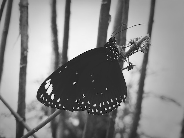 Foto prossimo piano di una farfalla sul ramo