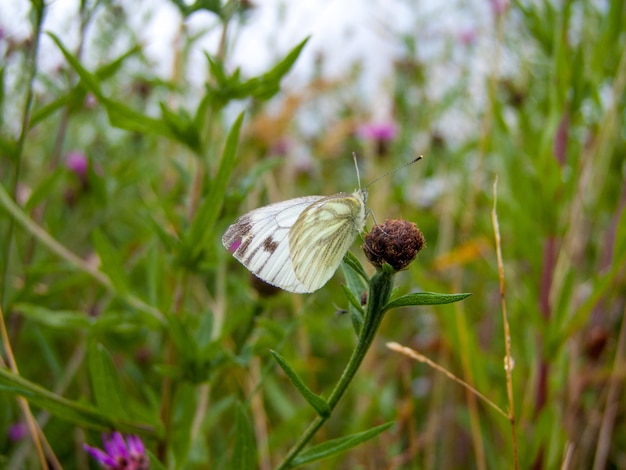 Close-up of butterfly on bud