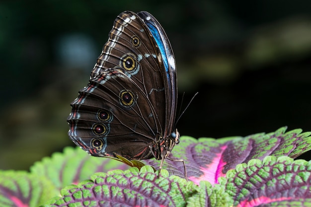 Close up butterfly on colorful leaves