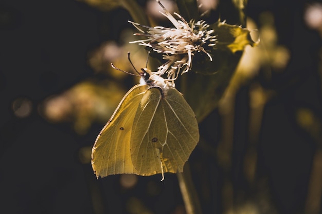 Foto close-up di una farfalla su un fiore secco