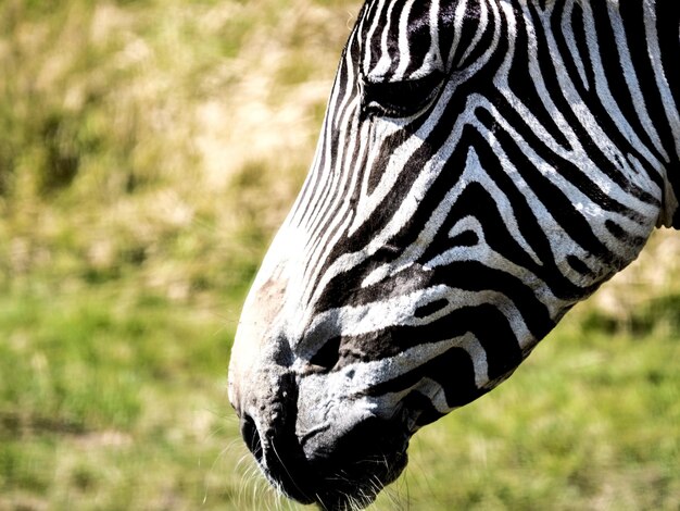 Foto prossimo piano di una farfalla su un campo