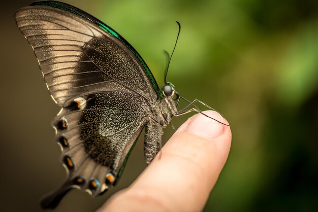 close-up of butterfly on finger