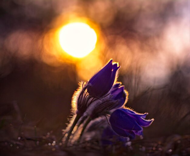 Photo close-up of butterfly on flower at sunset