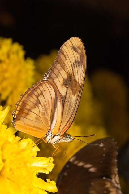 Close-up of butterfly on flower