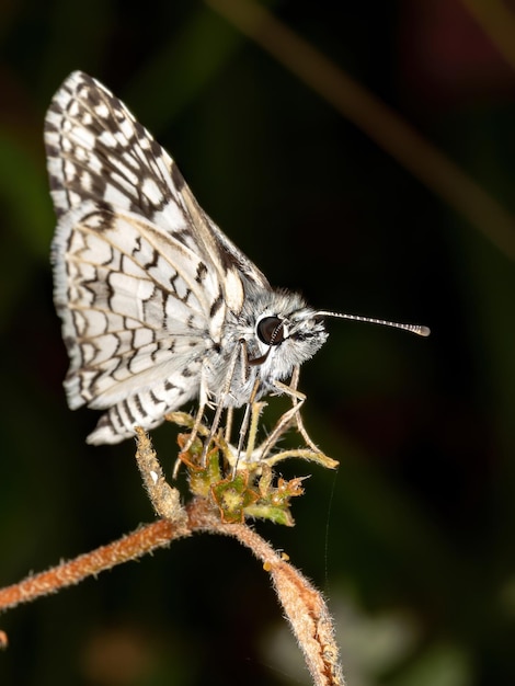 Photo close-up of butterfly on flower