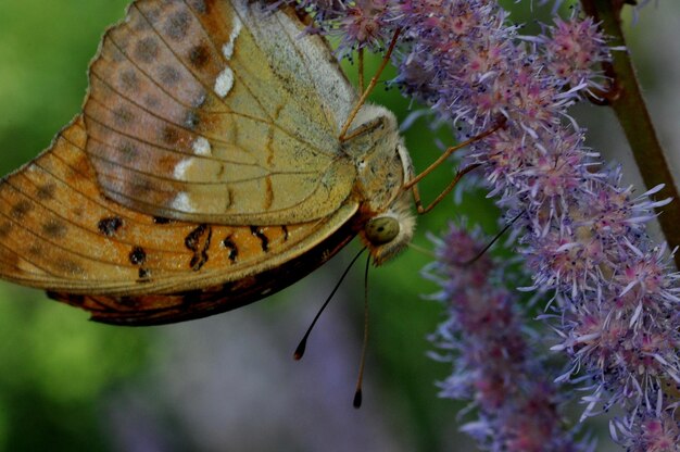 Close-up of butterfly on flower