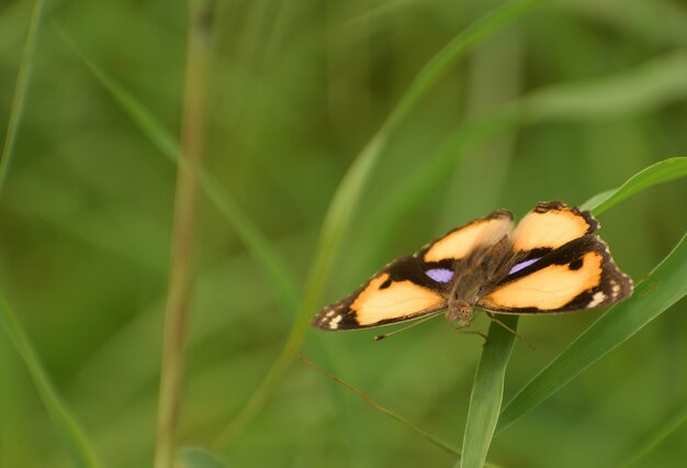 Photo close-up of butterfly on flower