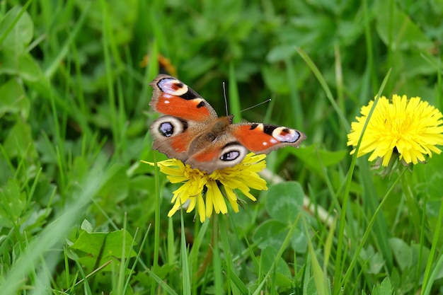 Close-up of butterfly on flower