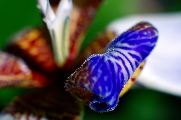 Close-up of butterfly on flower