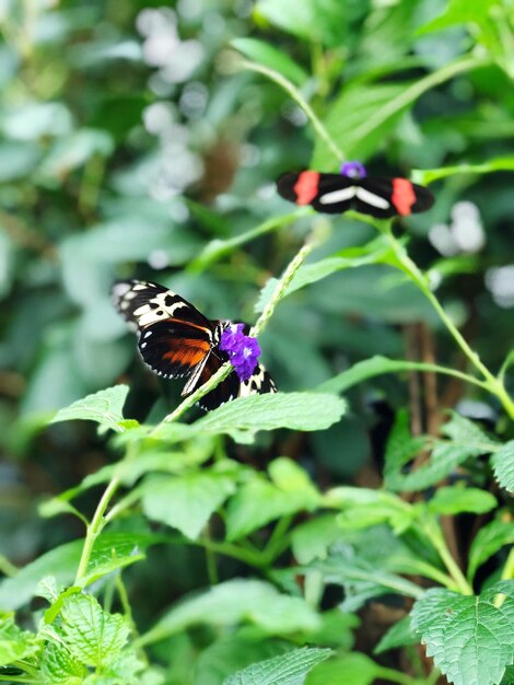 Foto prossimo piano di una farfalla in fiore