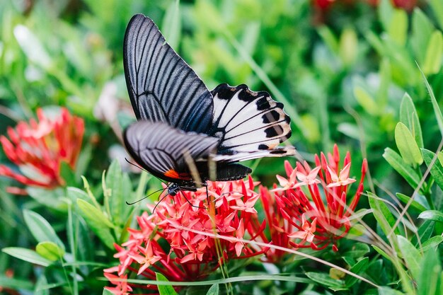 Photo close-up of butterfly on flower