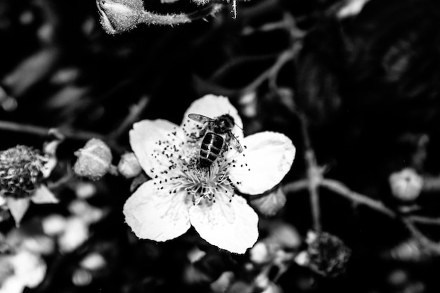 Photo close-up of butterfly on flower