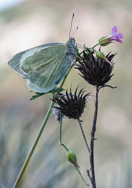 Photo close-up of butterfly on flower