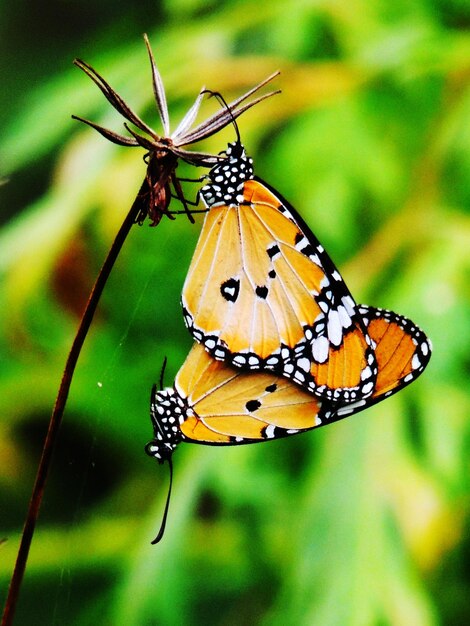 Close-up of butterfly on flower