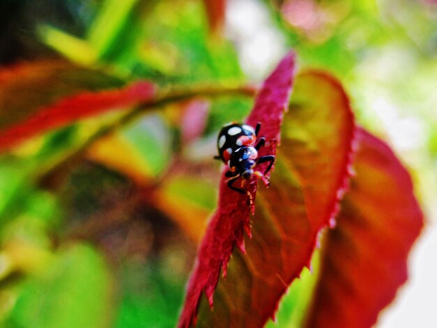 Foto prossimo piano di una farfalla in fiore