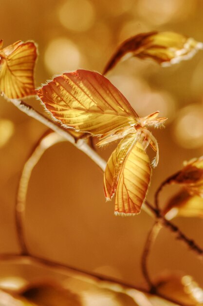 Foto prossimo piano di una farfalla in fiore