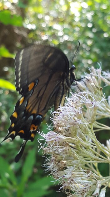 Close-up of butterfly on flower