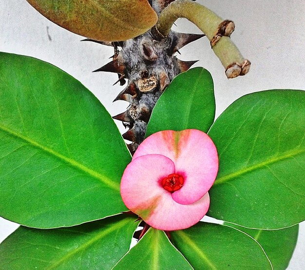 Close-up of butterfly on flower