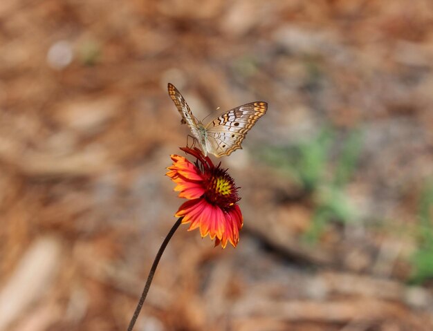 Photo close-up of butterfly on flower