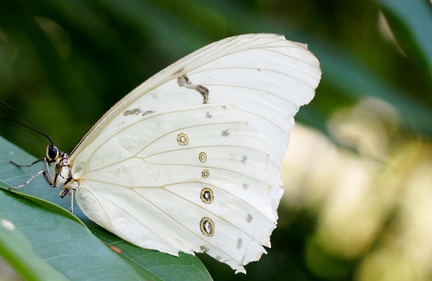 Photo close-up of butterfly on flower