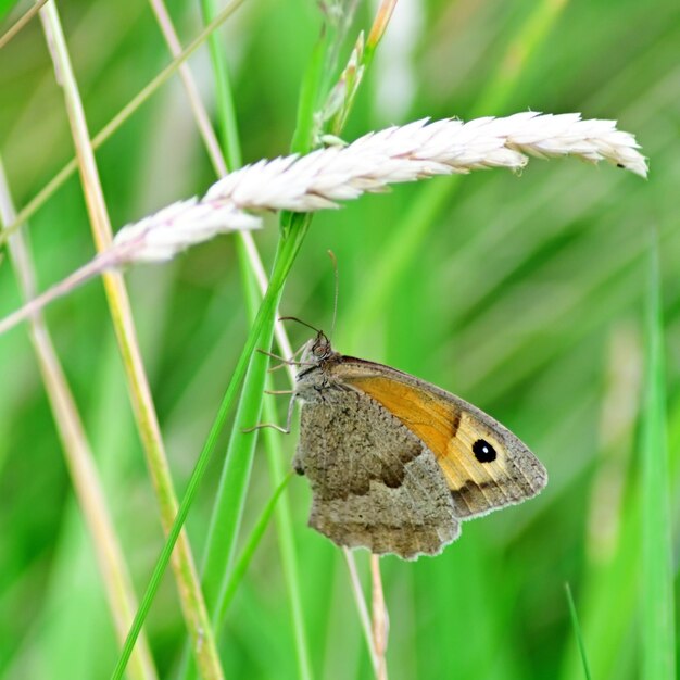 Close-up of butterfly on flower