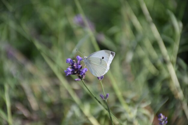 Foto prossimo piano di una farfalla in fiore