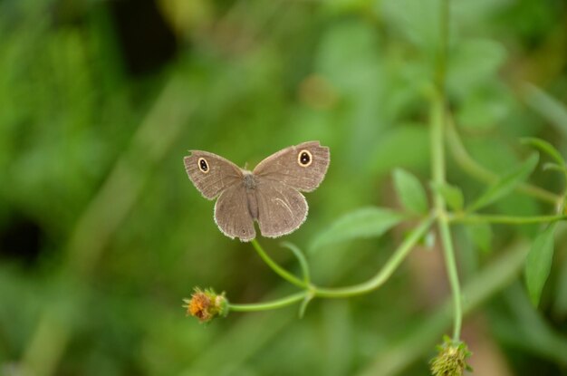 Close-up of butterfly on flower