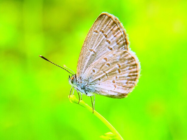 Close-up of butterfly on flower