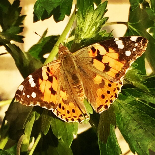 Close-up of butterfly on flower