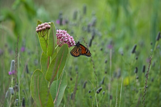 Close-up of butterfly on flower