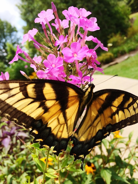 Foto prossimo piano di una farfalla in fiore