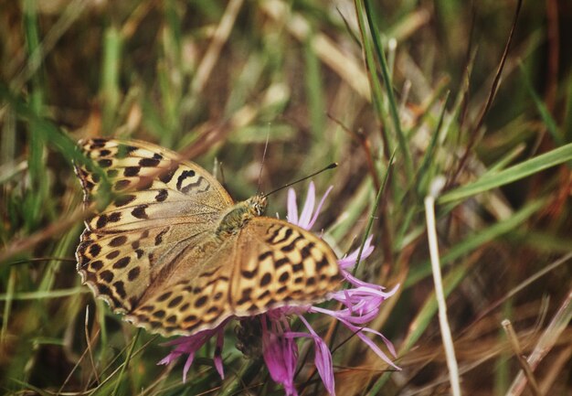 Foto prossimo piano di una farfalla in fiore