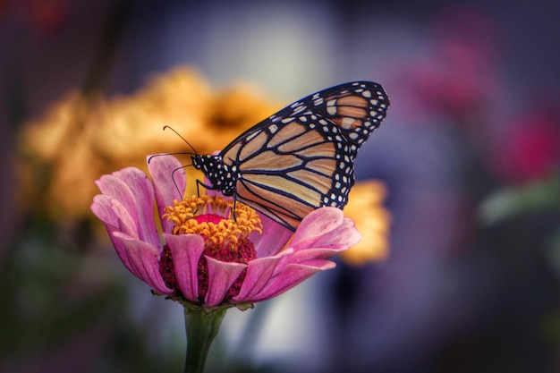 close-up of butterfly on flower